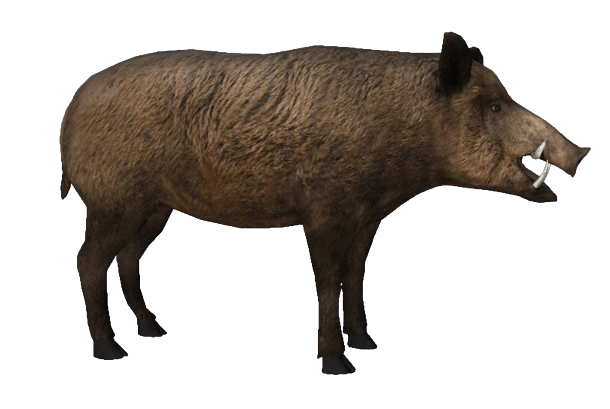 Boar-removebg-preview