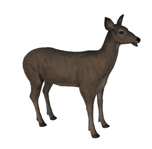 Deer-removebg-preview