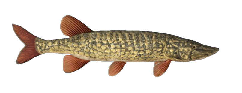 Pike-removebg-preview